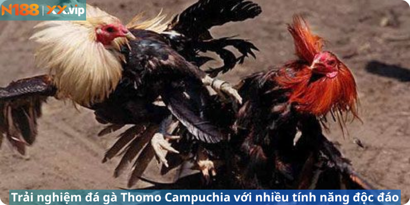 Trải nghiệm đá gà Thomo Campuchia với nhiều tính năng độc đáo
