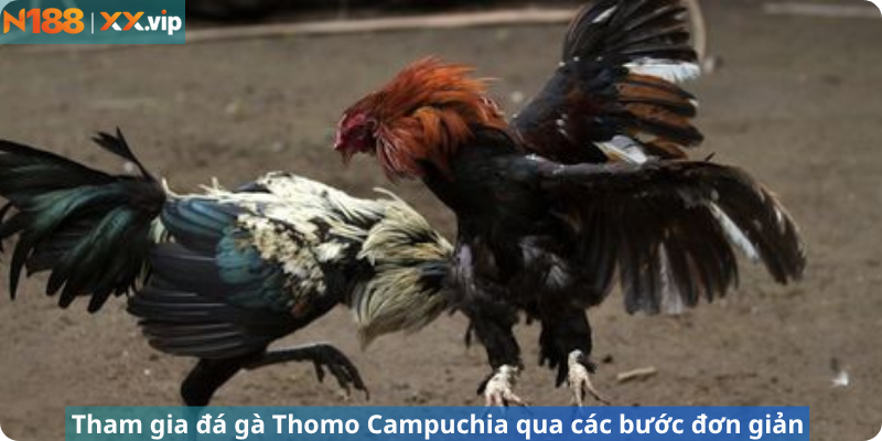 Tham gia đá gà Thomo Campuchia qua các bước đơn giản
