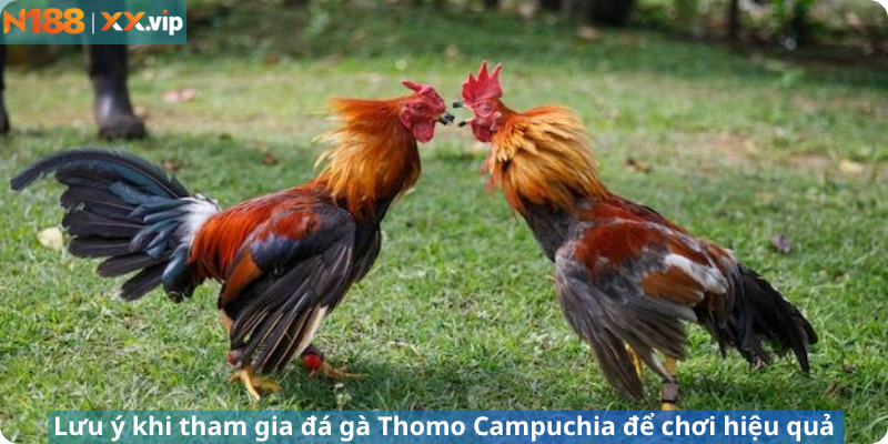 Lưu ý khi tham gia đá gà Thomo Campuchia để chơi hiệu quả