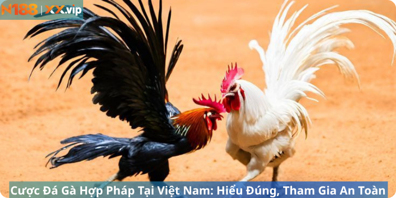 Cược Đá Gà Hợp Pháp Tại Việt Nam