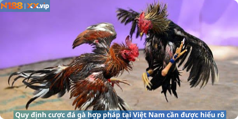 Quy định cược đá gà hợp pháp tại Việt Nam cần được hiểu rõ