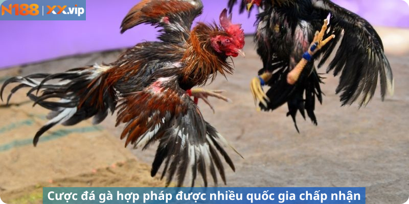 Cược đá gà hợp pháp được nhiều quốc gia chấp nhận
