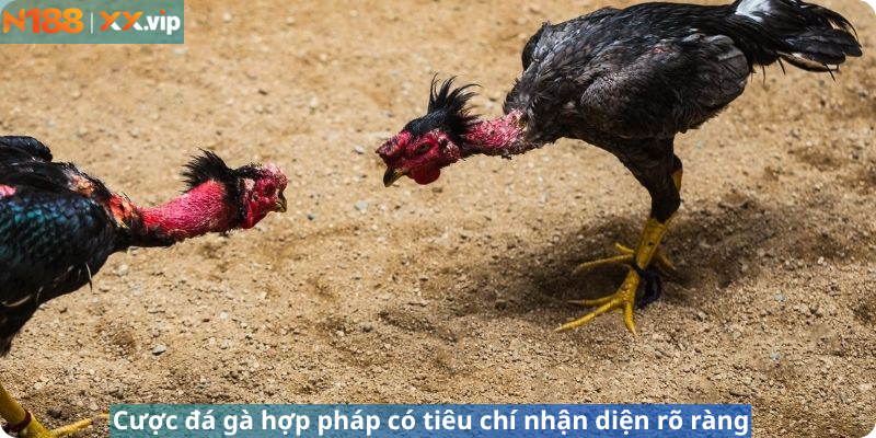 Cược đá gà hợp pháp có tiêu chí nhận diện rõ ràng