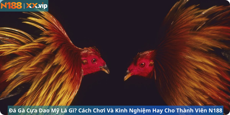 Đá Gà Cựa Dao Mỹ Là Gì? Cách Chơi Và Kinh Nghiệm Hay Cho Thành Viên N188