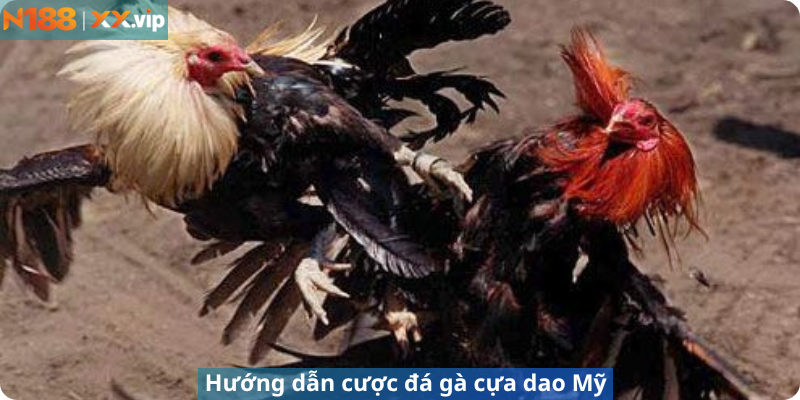 Hướng dẫn cược đá gà cựa dao Mỹ