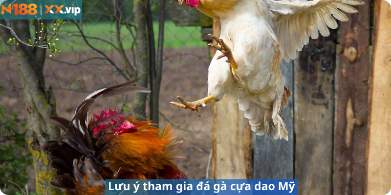 Lưu ý tham gia đá gà cựa dao Mỹ